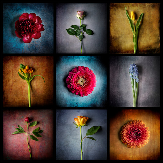 Bloom Study No. 01 - Nine Flowers