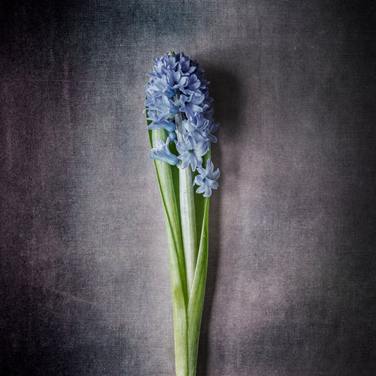 Hyacinth - Ash