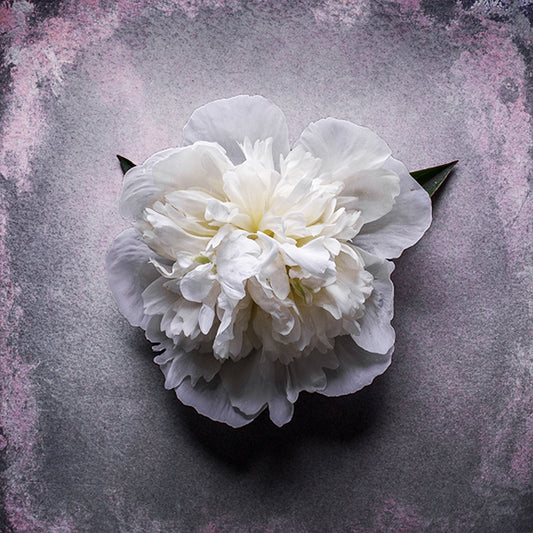 Peony Study No. 05 - Soft Veil