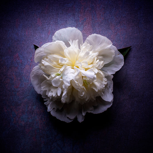 Peony Study No. 06 - Midnight Bloom