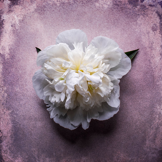 Peony Study No. 07 - Rosé Whisper