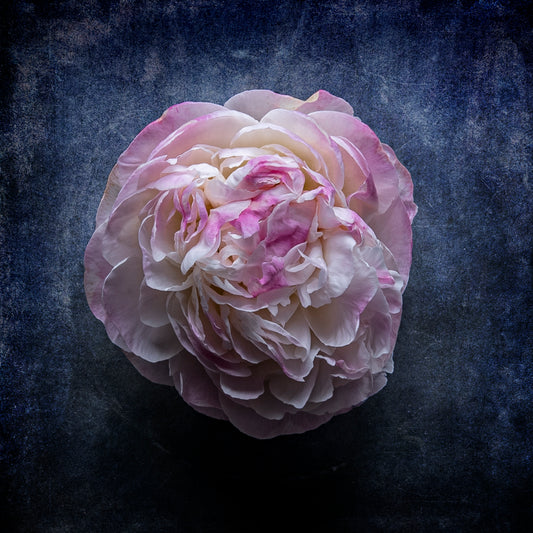 Peony Study No. 01 - Blush Reverie