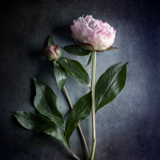 Peony Study No. 2 - Still Grace