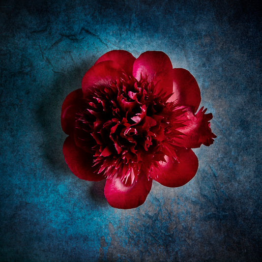 Peony Study No. 03 - Crimson Bloom
