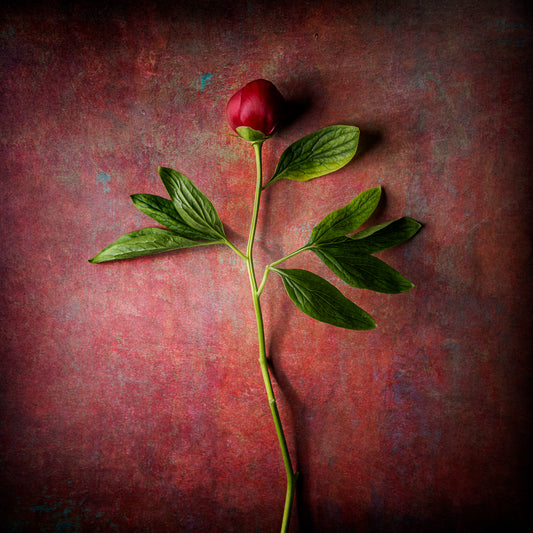 Peony Study No. 4 - Quiet Flame