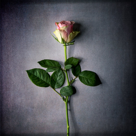 Rose Study No. 1 - Tender Poise